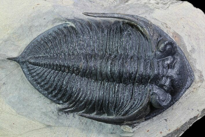 Zlichovaspis Trilobite - Atchana, Morocco #93862